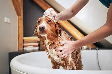 Les shampooings antiparasitaires